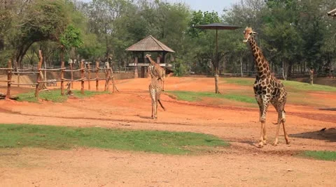 Giraffe in zoo Stock Footage 21761509