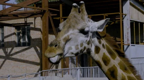 Giraffe at the zoo Stock Footage 55341821