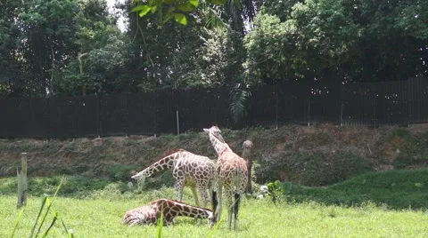 Giraffe in the zoo Stock Footage 66422655