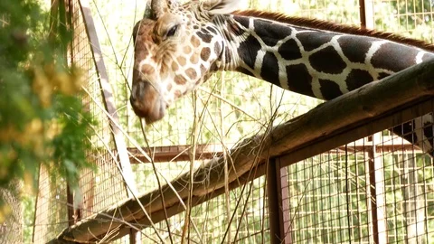 Giraffe in the zoo. Stock Footage 80221138