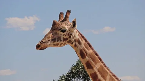 Giraffe in the zoo Video stock 80926249