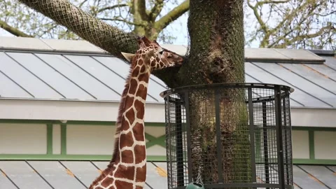 Giraffe in zoo Stock Footage 90749437
