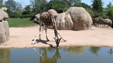 A giraffe at the zoo 库存影片 92949188