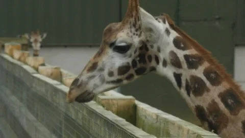 A giraffe in a zoo Stock Footage 122201374