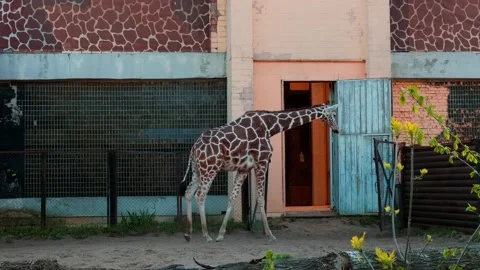 Giraffe in the zoo Stock Footage 154655340