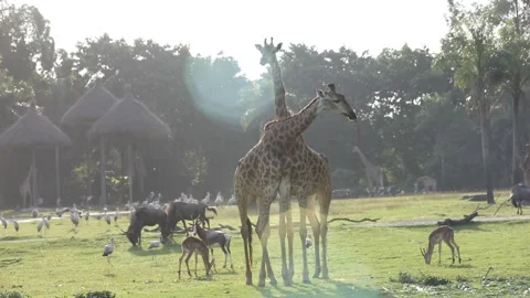 Giraffe at the zoo Stock Footage 172561811
