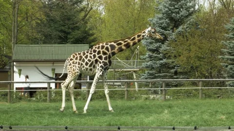 Giraffe in the zoo 動画素材 197482259