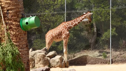 Giraffe in the zoo Stock Footage 197587170