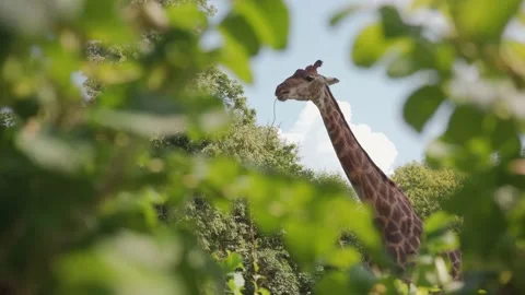Giraffe at the Zoo Stock Footage 221435380
