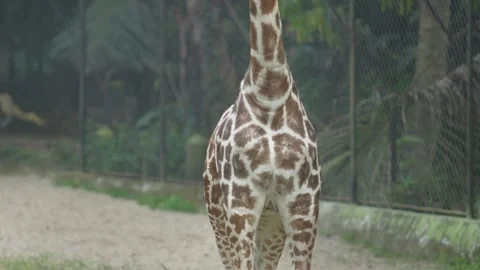 The Giraffe in the zoo. Vídeos de archivo 331301980
