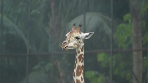 The Giraffe in the zoo. Vídeos de archivo 331302218