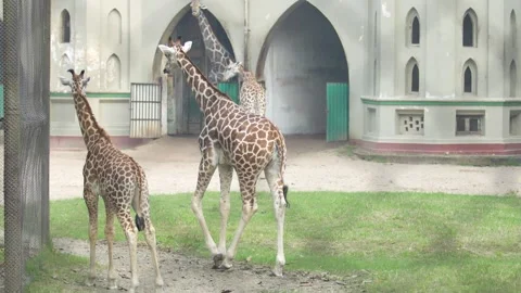The Giraffe in the zoo. Vídeos de archivo 331302393