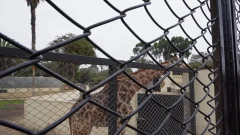 A Giraffe in a Zoo Stock Footage 341336106