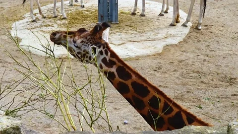 Giraffe at the zoo Ireland Stock Footage 230173397