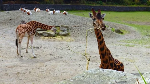 Giraffe at the zoo Ireland Stock Footage 230173437