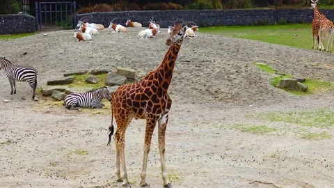 Giraffe at the zoo Ireland Stock Footage 230173572
