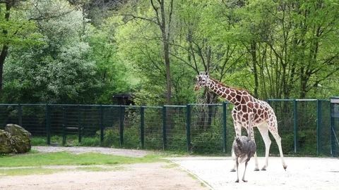 Giraffe in the zoo park Stock-Footage 76363116