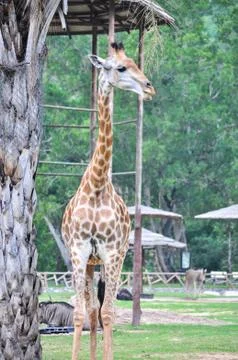Giraffe in a zoo Foto stock