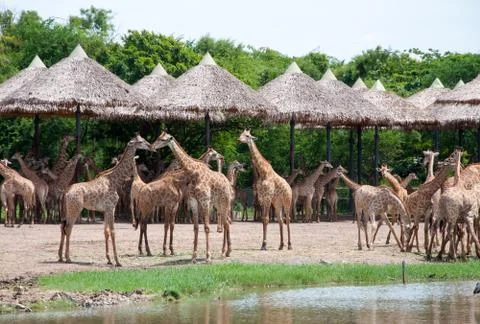 Giraffe in zoo Stock Photos