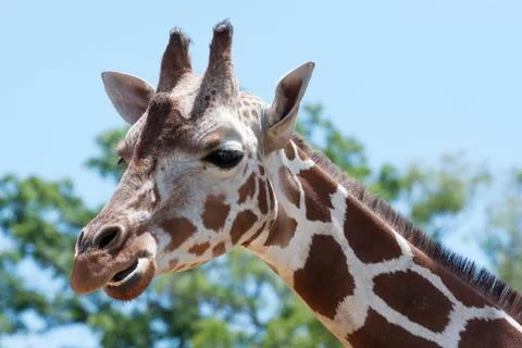 Giraffe at the zoo Stock Photos