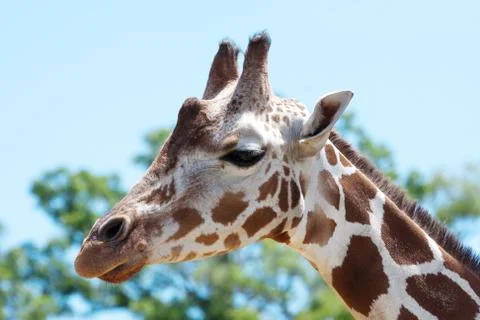 Giraffe at the zoo Stock Photos