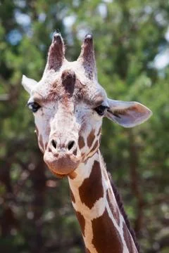 Giraffe at the zoo Stock Photos