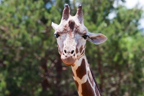 Giraffe at the zoo Stock Photos