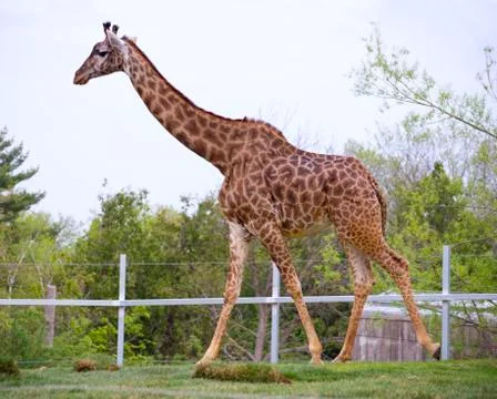 Giraffe in a zoo Stock Photos