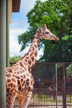 Giraffe in a zoo Stock Photos