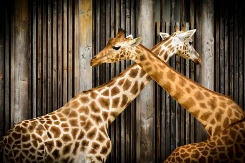 Giraffe in zoo Stock Photos