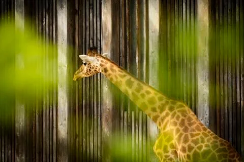 Giraffe in zoo Stock Photos