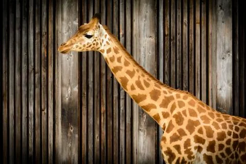 Giraffe in zoo Stock Photos