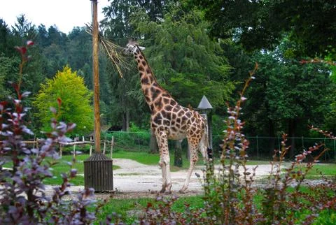 Giraffe in zoo Stock Photos