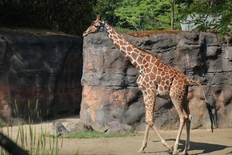 Giraffe in the zoo Stock Photos