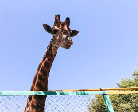 Giraffe in the zoo. Stock Photos