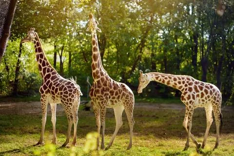 Giraffe in the zoo Stock Photos