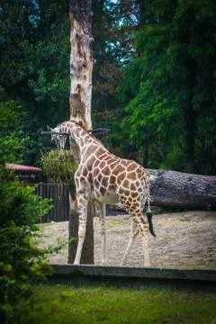Giraffe in the ZOO Stock Photos