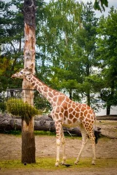 Giraffe in the ZOO Foto stock