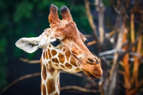 Giraffe in the ZOO Stock Photos