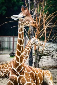 Giraffe in the ZOO Stock Photos