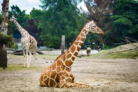Giraffe in the ZOO Stock Photos