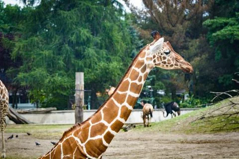 Giraffe in the ZOO Stock Photos