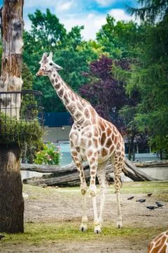 Giraffe in the ZOO Stock Photos