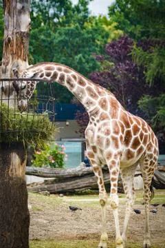 Giraffe in the ZOO Foto stock