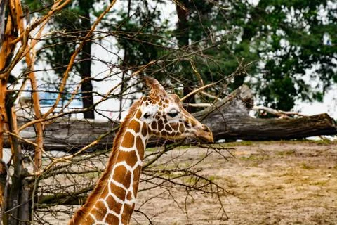 Giraffe in the ZOO Foto stock