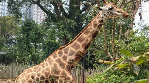 Giraffe in a zoo Stock Photos