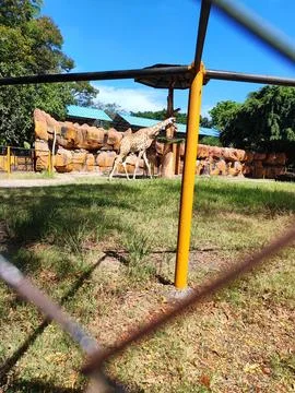 Giraffe in the zoo 写真素材