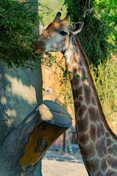 Giraffe in the zoo. Stock Photos