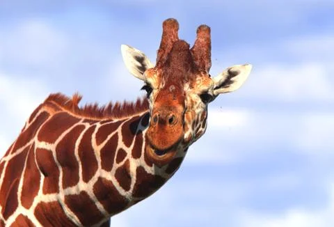 Giraffe in the zoo Stock Photos