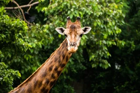 Giraffe in the zoo Stock Photos